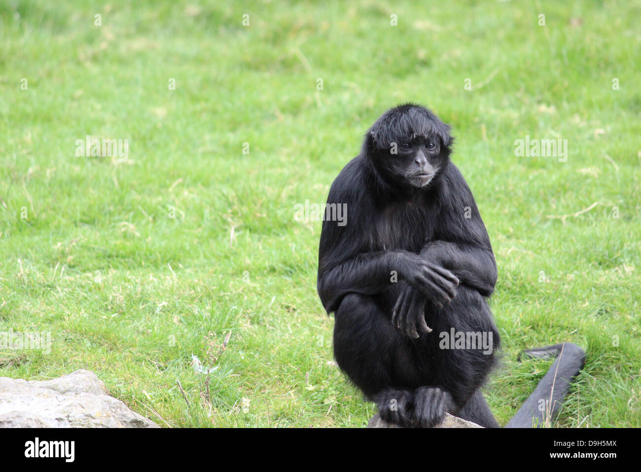 Schwarzer Affe sitzt auf einem Felsen. Stockfoto