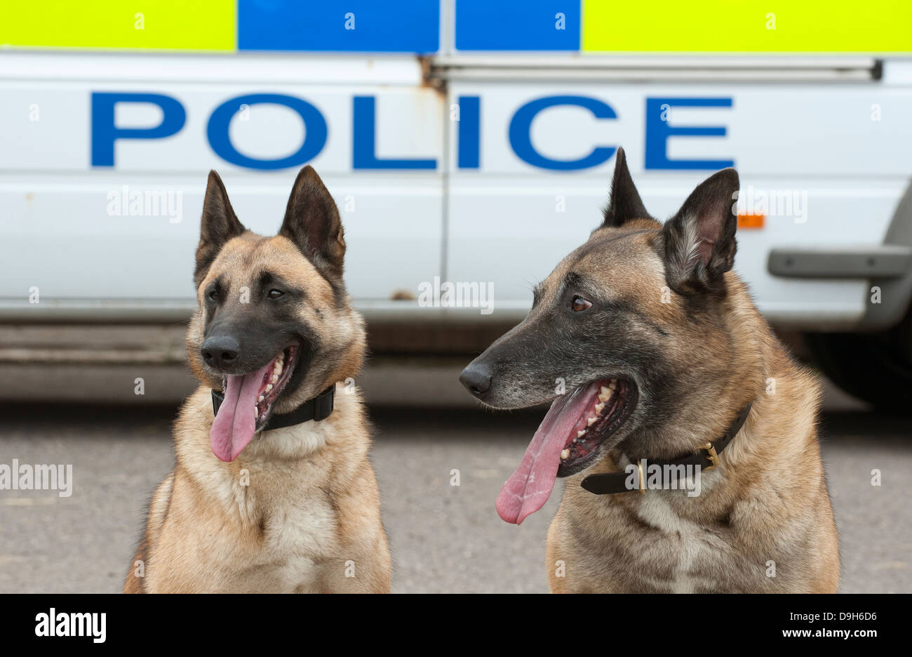Porträt von zwei Polizeihunden sitzen mit ihren Verkehrsmitteln Stockfoto