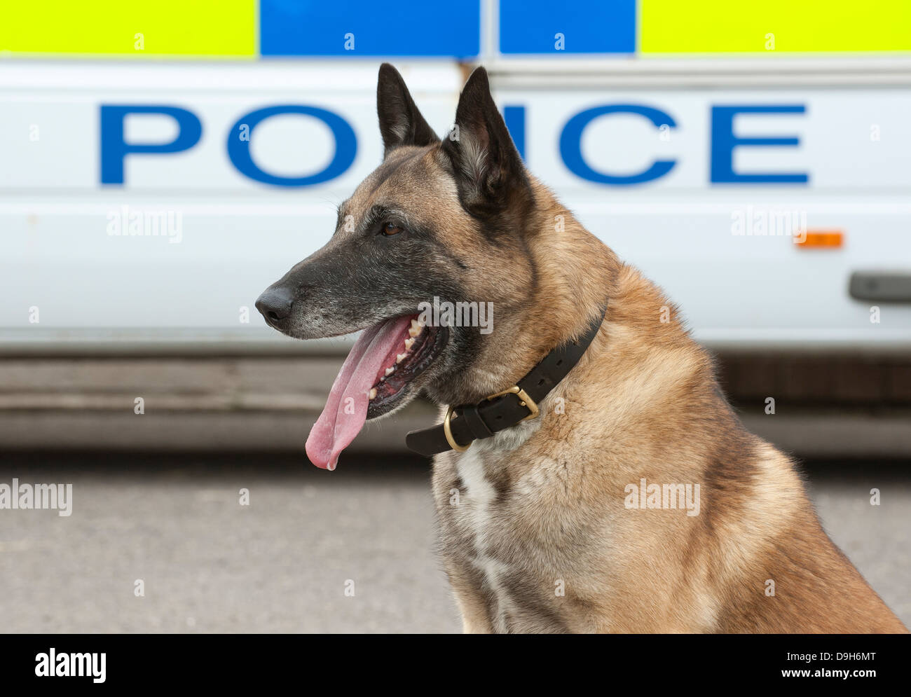 Porträt von einem Polizeihund mit Zunge hängt heraus Stockfoto