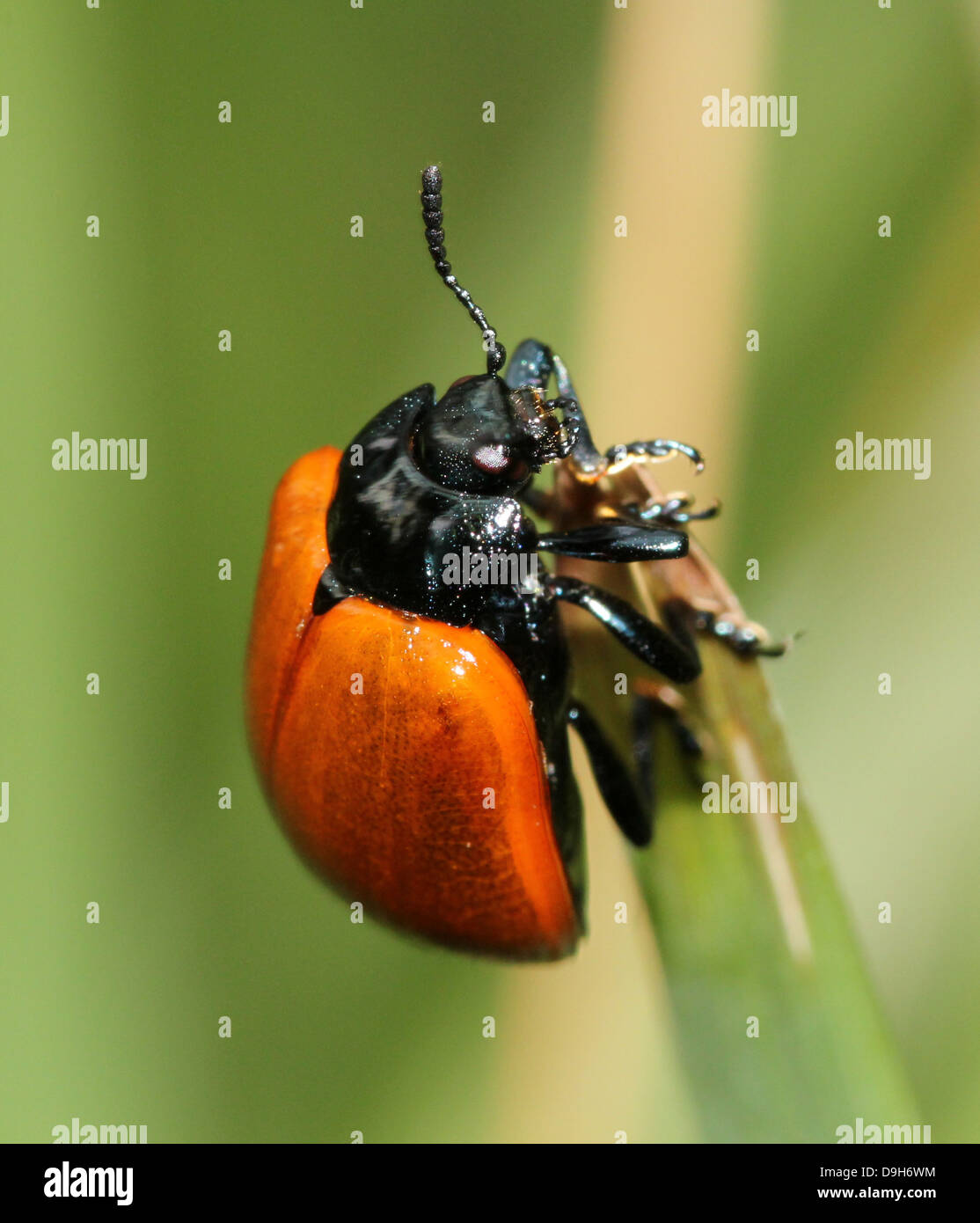 Nahaufnahme Makro Bild der breitschultrige Getreidehähnchen oder Pappel Käfer (Chrysomela Populi oder Melasoma Populi) Stockfoto