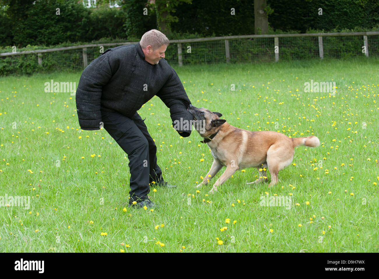 Polizeihund Handler angegriffen während einer Trainingseinheit Stockfoto