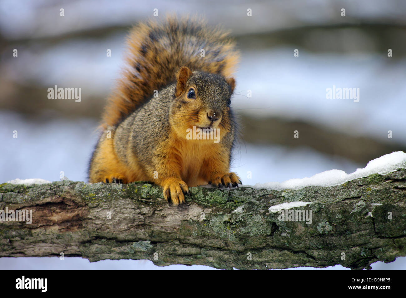 Charmante Charlie das Eastern Red Fox-Eichhörnchen Spione einer anderen Katze. Stockfoto