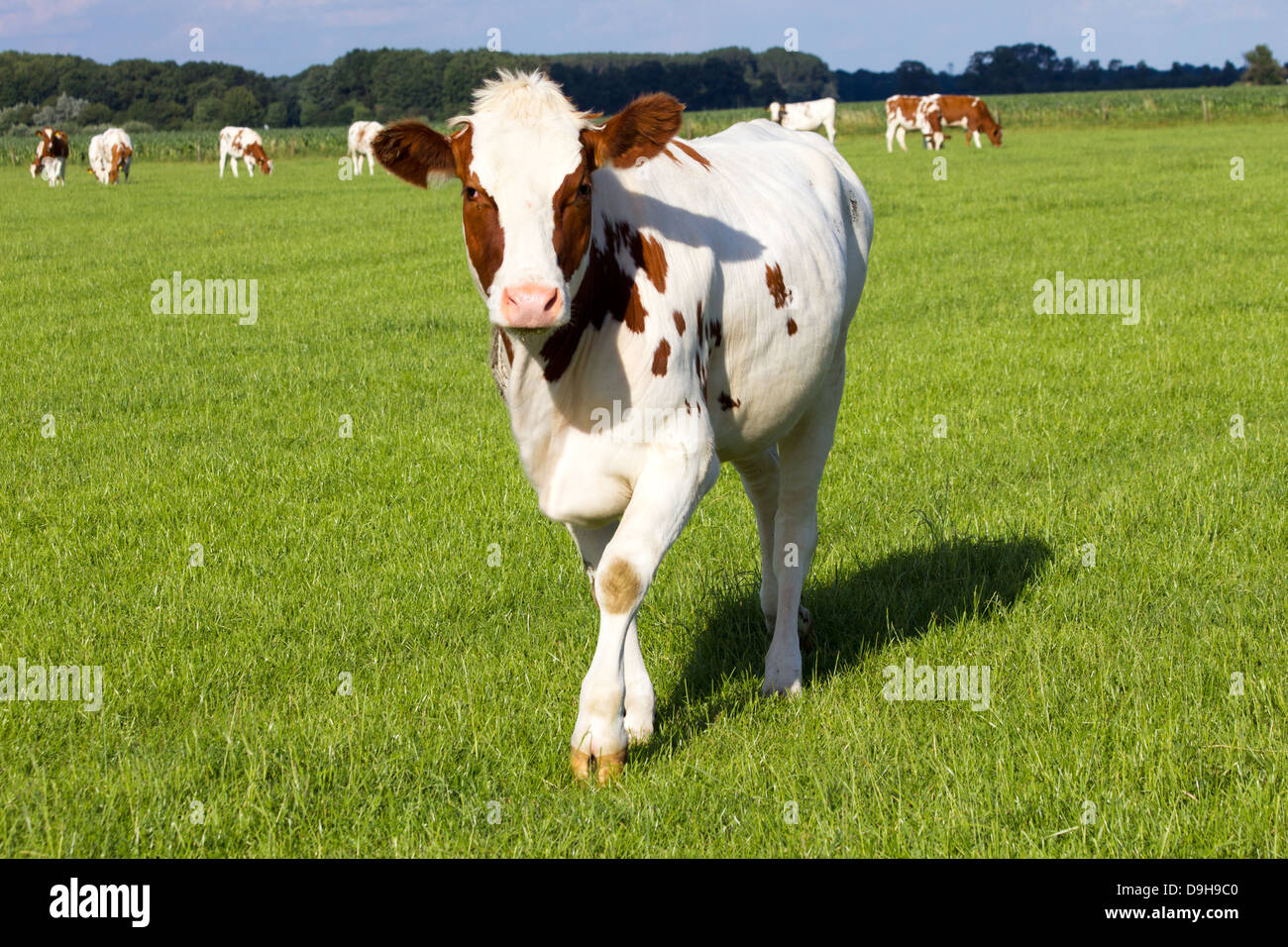 Braun weiße Kühe auf einer landwirtschaftlichen Flächen Stockfoto