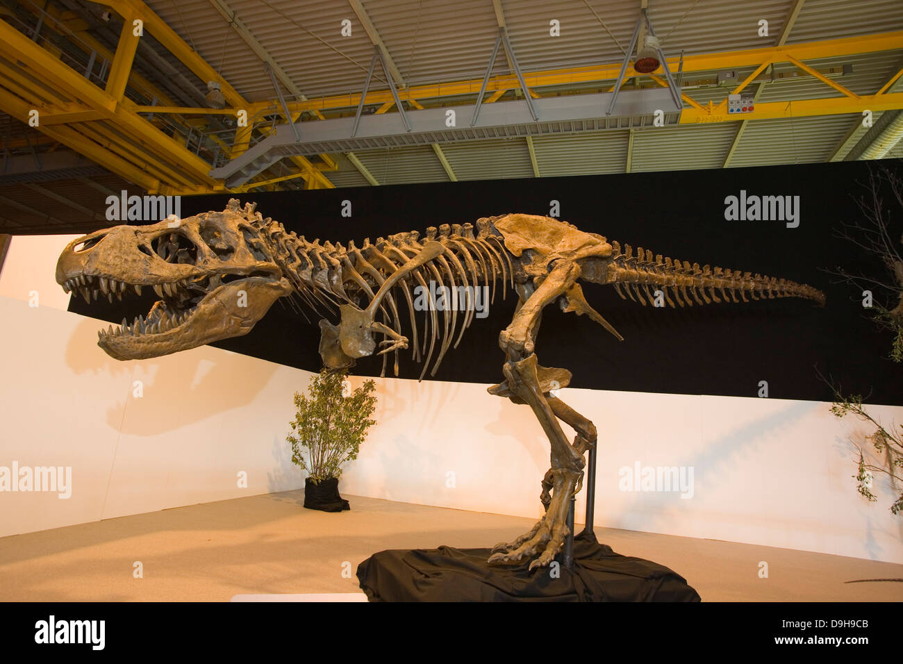 Europa, Italien, Lombardei, Cremona, Ausstellung der Reproduktion der Dinosaurier, Skelett des tyrannosaus Stockfoto