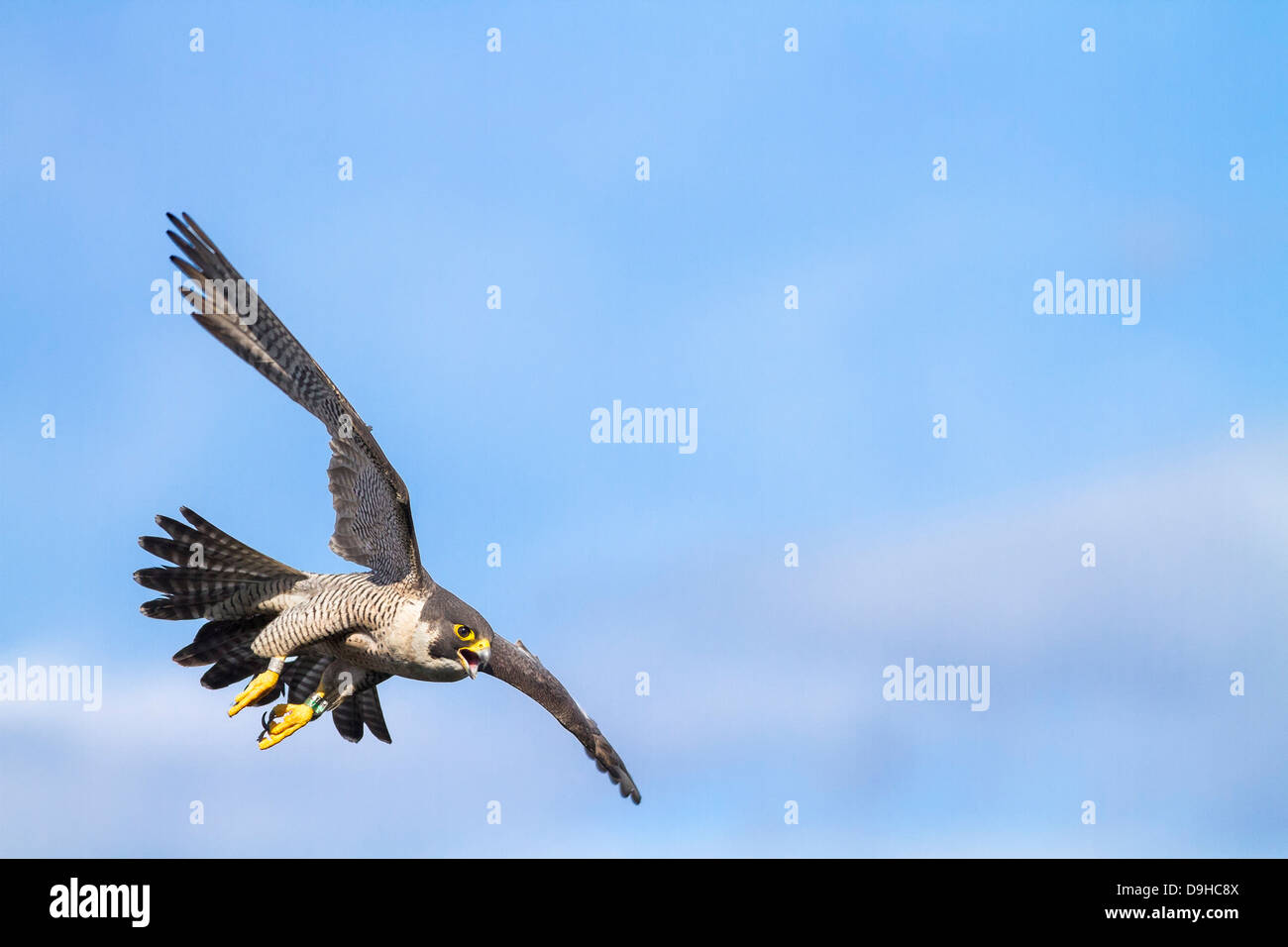 Peregrine Falcon fliegt über den Hudson River an der Grenze zwischen New Jersey und New York Staaten Stockfoto