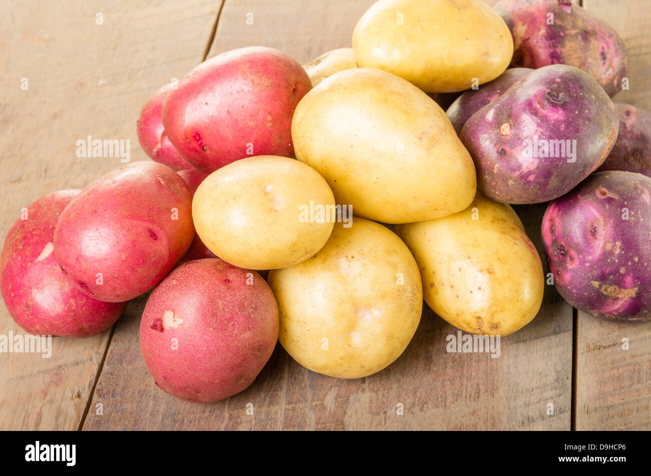 Gruppe von roten weißen und blauen Kartoffeln erntefrisch Stockfoto