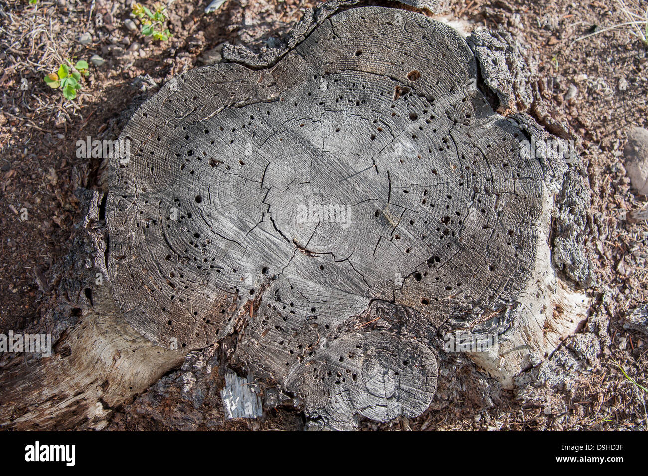 Der Stumpf einer toten Kiefer zeigt die Spuren von Drehkiefern Käfer in Seeley Lake, Montana gemacht. Stockfoto
