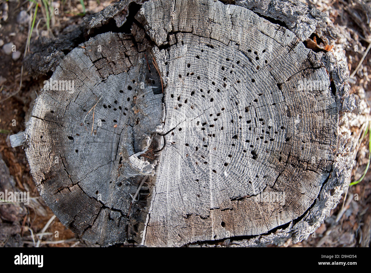 Der Stumpf einer toten Kiefer zeigt die Spuren von Drehkiefern Käfer in Seeley Lake, Montana gemacht. Stockfoto