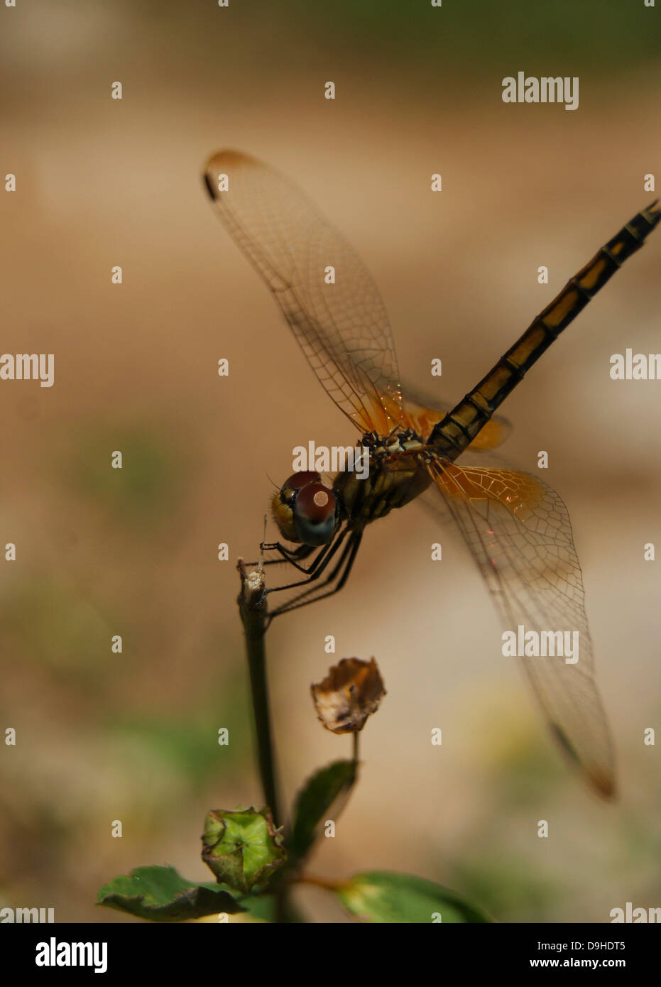 Libelle Stockfoto