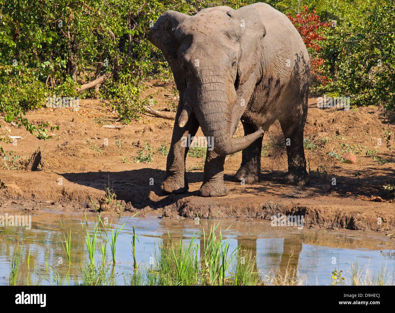 Elefant mit Schlammbad Stockfoto