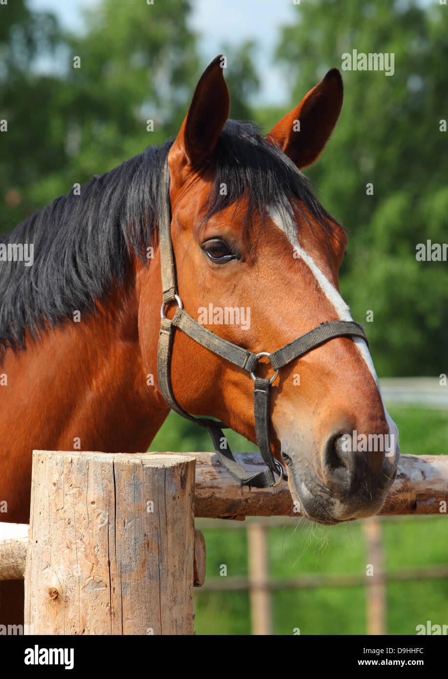 Schönes Pferd mit Blick auf einen hölzernen Zaun Stockfoto