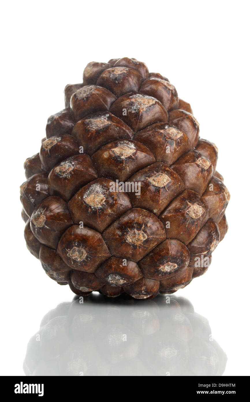 Kiefer-Stecker Stockfoto