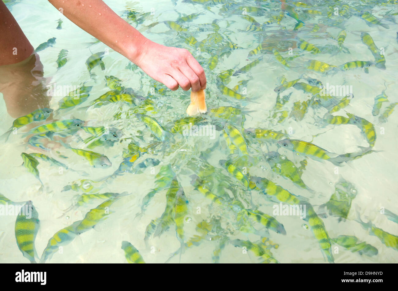 Fütterung der Fische auf dem seichten Strand Wasser in Thailand Stockfoto