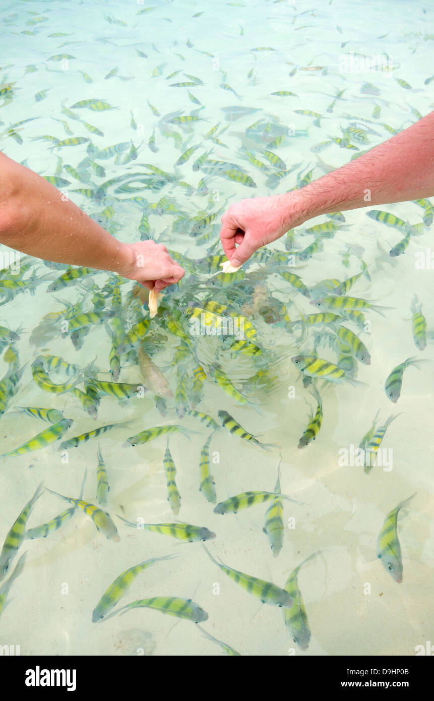 Fütterung der Fische auf dem seichten Strand Wasser in Thailand Stockfoto