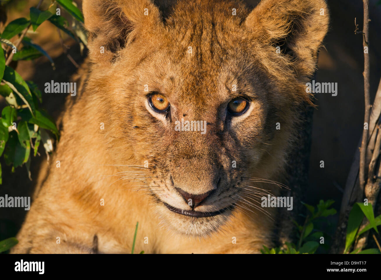 Lion Cub Nahaufnahme bei Sonnenaufgang, Masai Mara, Kenia Stockfoto