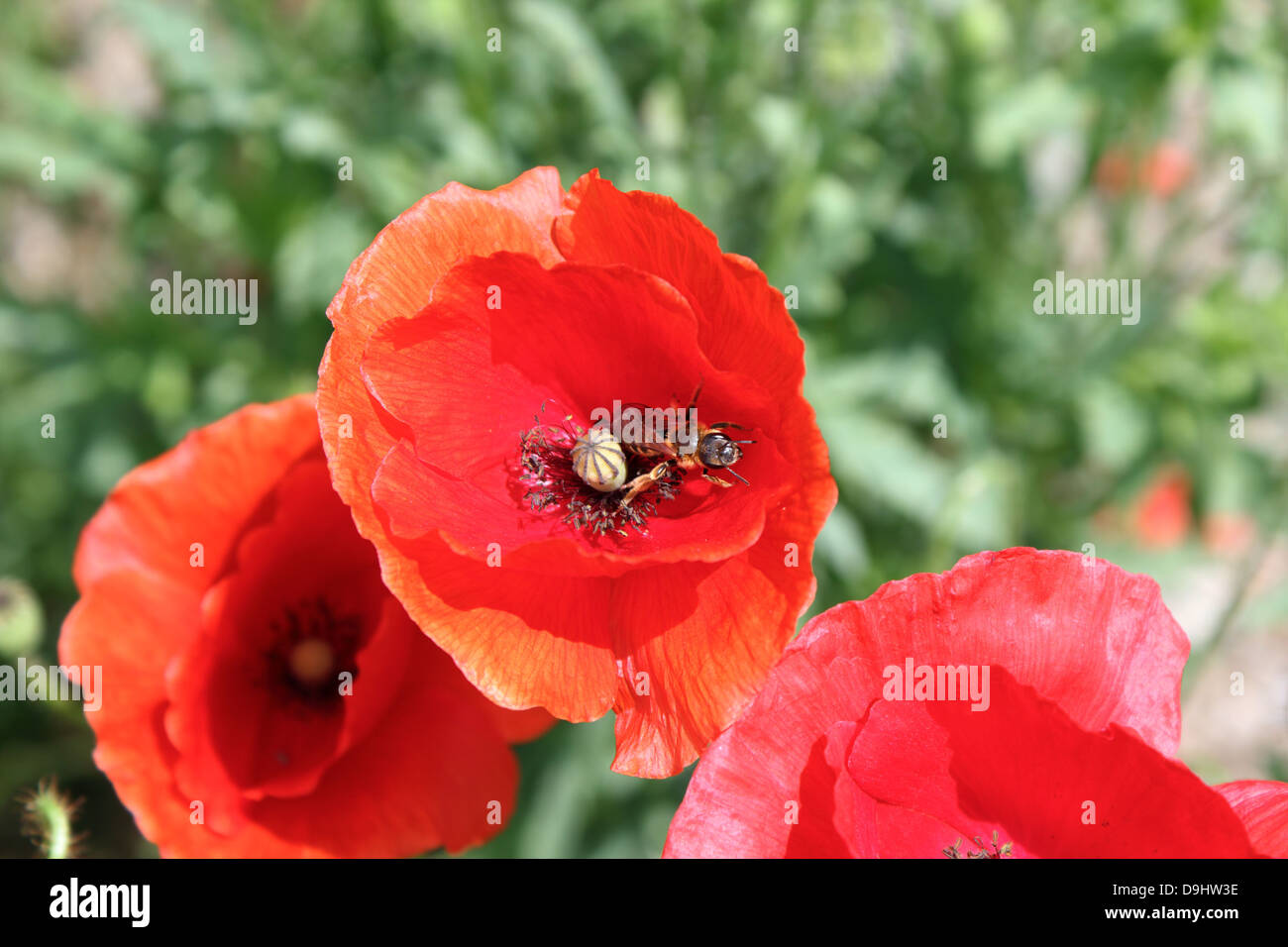 wilde rote Mohnblume mit Biene Blütenstaub suchen Stockfoto