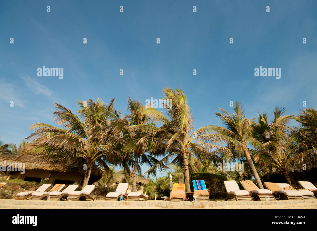 Palmen am Strand Stockfoto