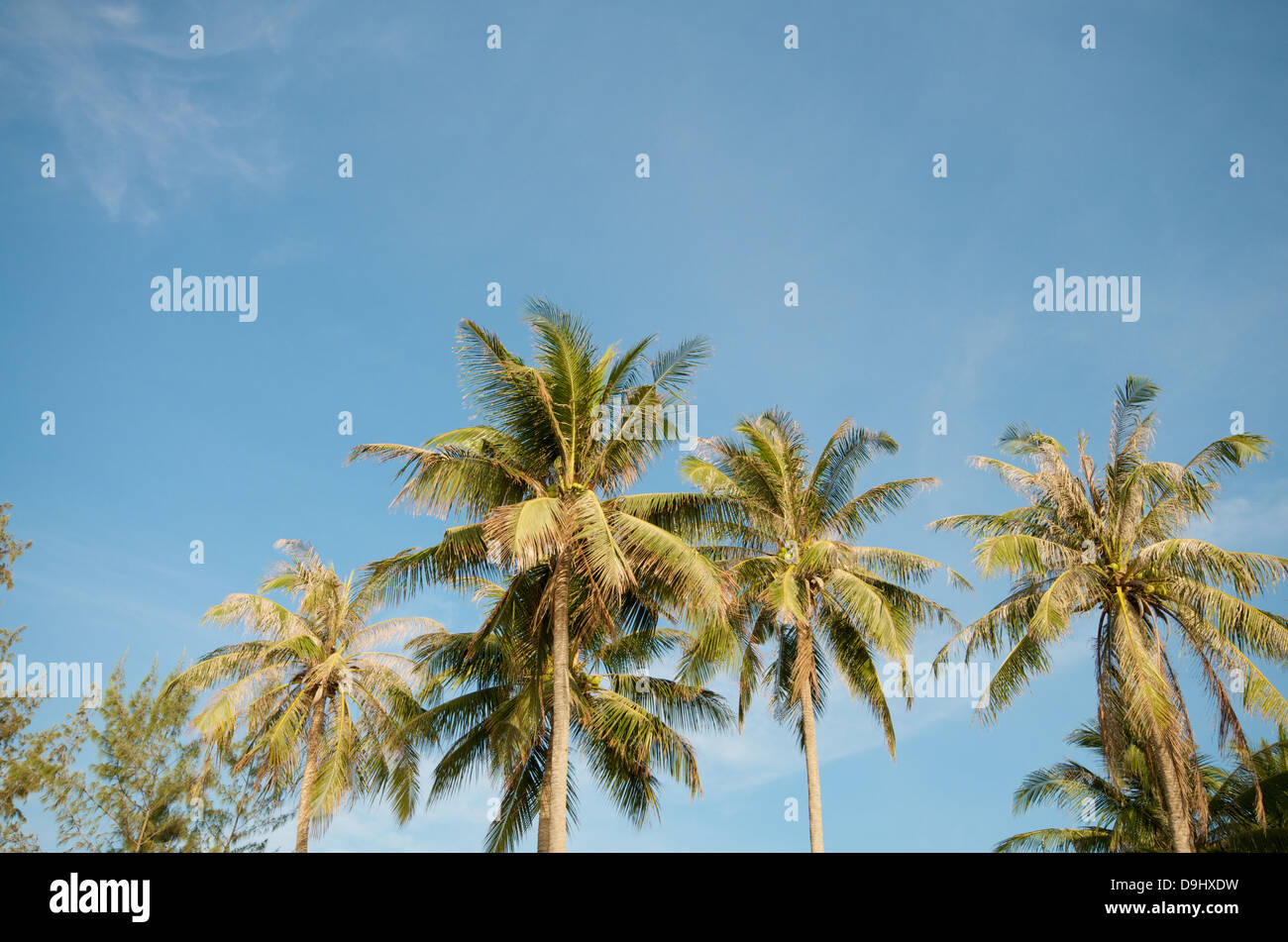 Palmen am Strand Stockfoto