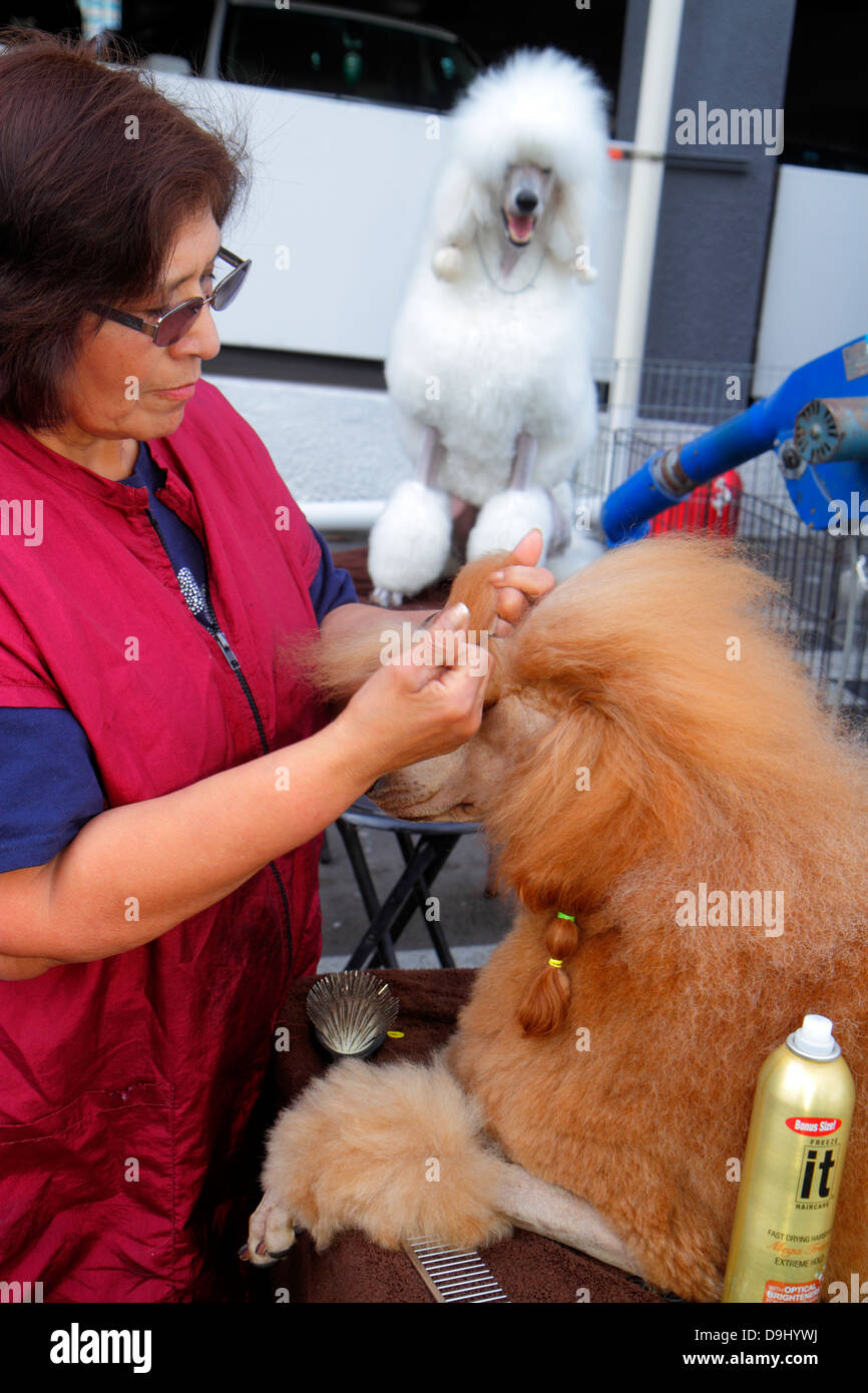 Las Vegas Nevada, Convention Center, Zentrum, Hundeausstellung, Pistenbude, Arbeiten, Arbeiten, weibliche Frauen, Besitzerin, Trainerin, Kämmen, Pudel, NV130330005 Stockfoto