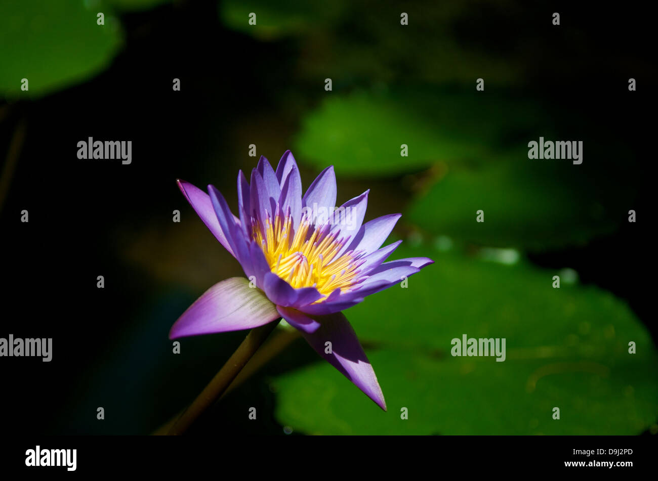 Schöne lila Lotus Blume Stockfoto