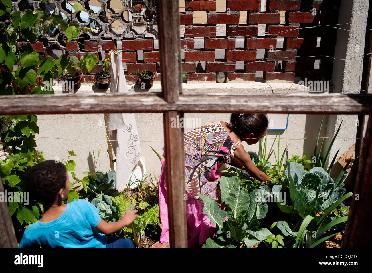 Die Salomonen Familie Kinder Pick Gemüse Gemüsegarten zu Hause in Lavender Hill Kapstadt Evona Solomons abgeschlossen Boden Stockfoto