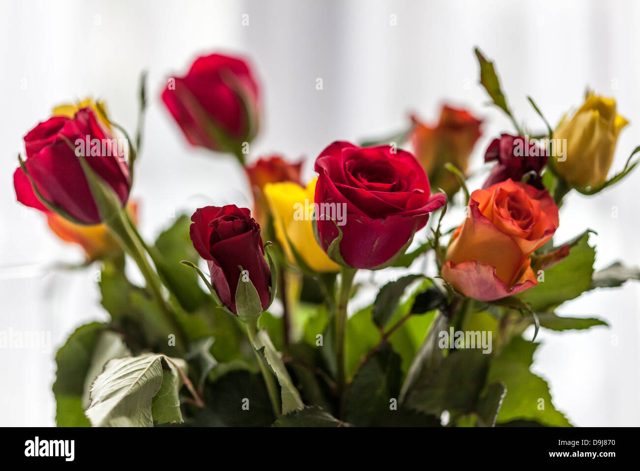 Roten & gelbe Rosen Stockfoto