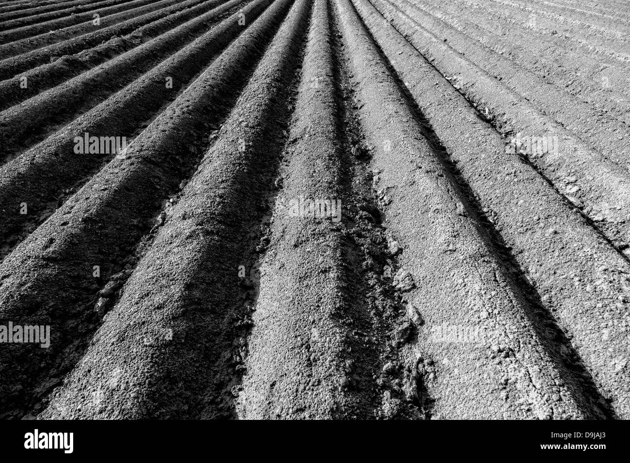 Landwirtschaft-abstrakt in schwarz / weiß Stockfoto