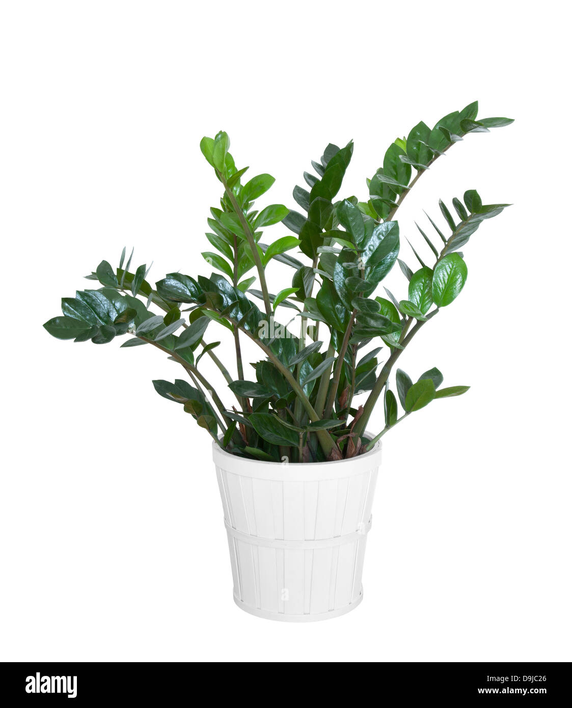 Zamioculcas Zamiifolia Pflanze mit Beschneidungspfad Stockfoto