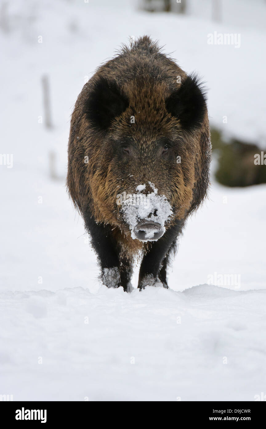 Wildschwein, Sus Scrofa, Wildschwein Stockfoto