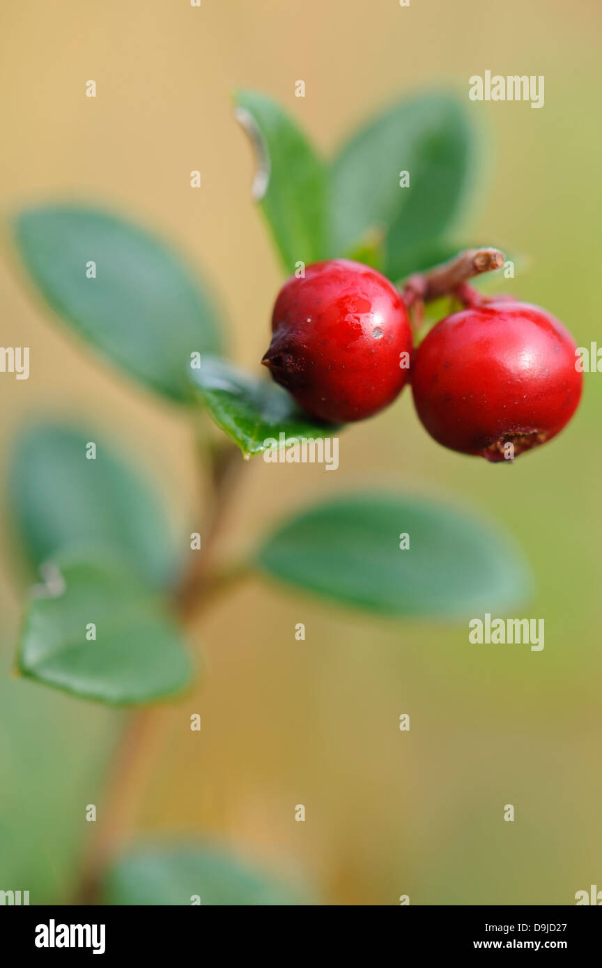 kleinen Cranberry, Cranberry Moor, Sumpf Cranberry, Moosbeere, Vaccinium Oxycocco Stockfoto