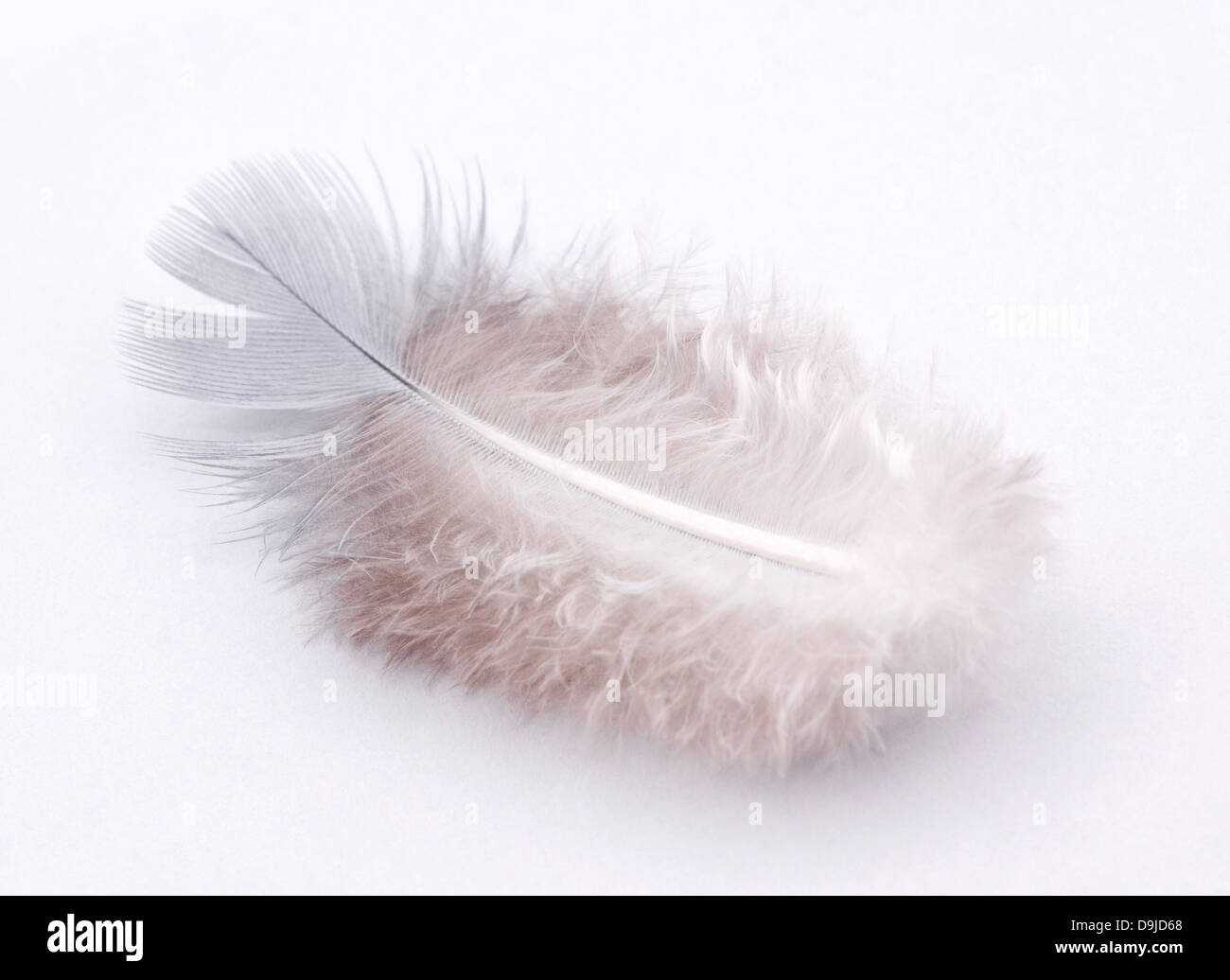 Kleine weiße Feder Stockfoto
