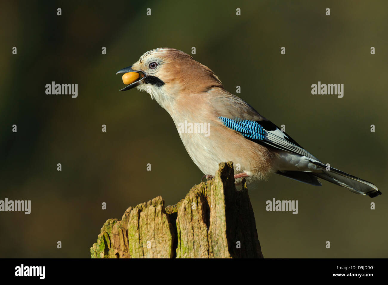 Eichelhäher Garrulus Glandarius, Eichelhäher Stockfoto