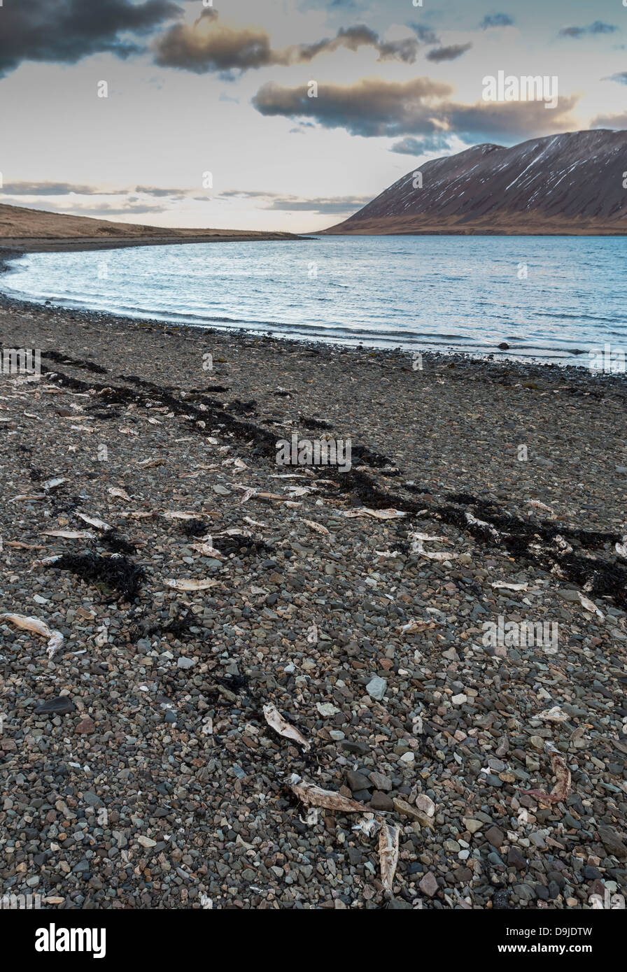 Toten Hering an Land gespült.  Hering starb wegen des Mangels an Sauerstoff in den Fjord. Kolgrafarfjordur, Snaefellsnes Halbinsel, Island Stockfoto