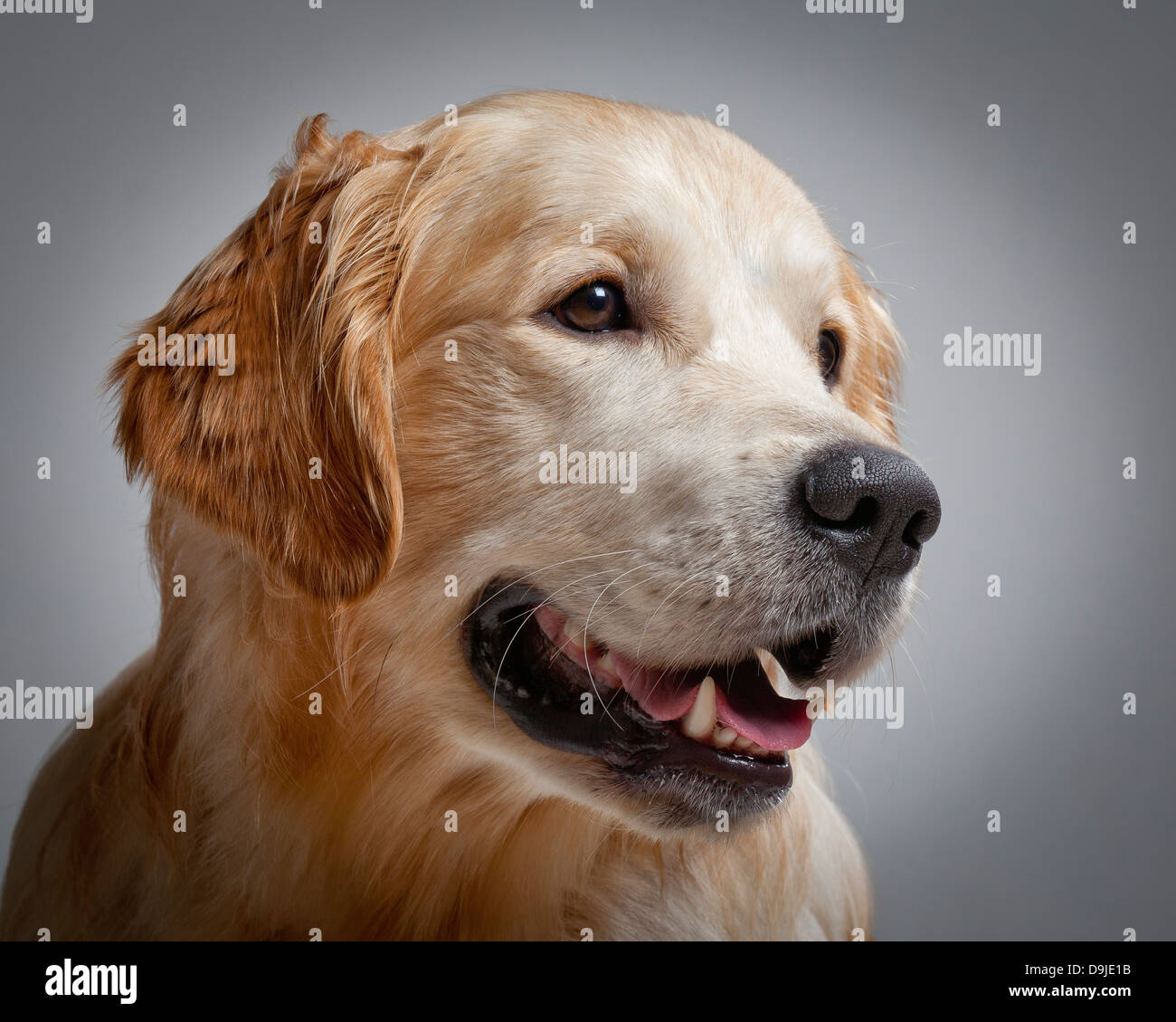 Porträt des jungen Golden Retriever. Junge Blindenhund in der Ausbildung. Stockfoto