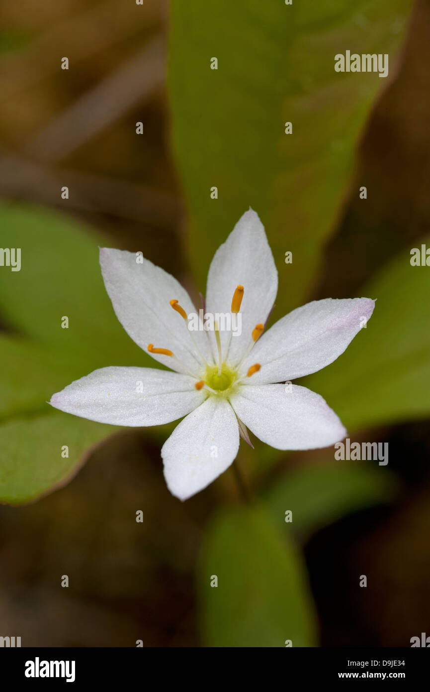 Vogelmiere Wintergrün oder arktischen Starflower wächst Gestrüpp Heide Inverness-Shire. Schottland.  SCO 9136. Stockfoto