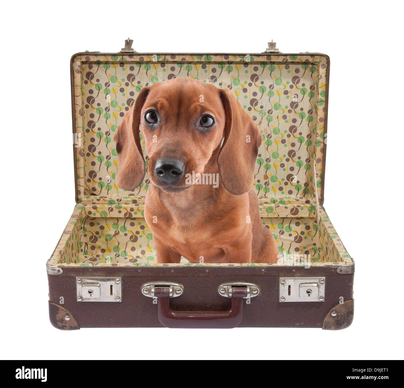 Dackel Welpe sitzt in Vintage Koffer mit Beschneidungspfad Stockfoto