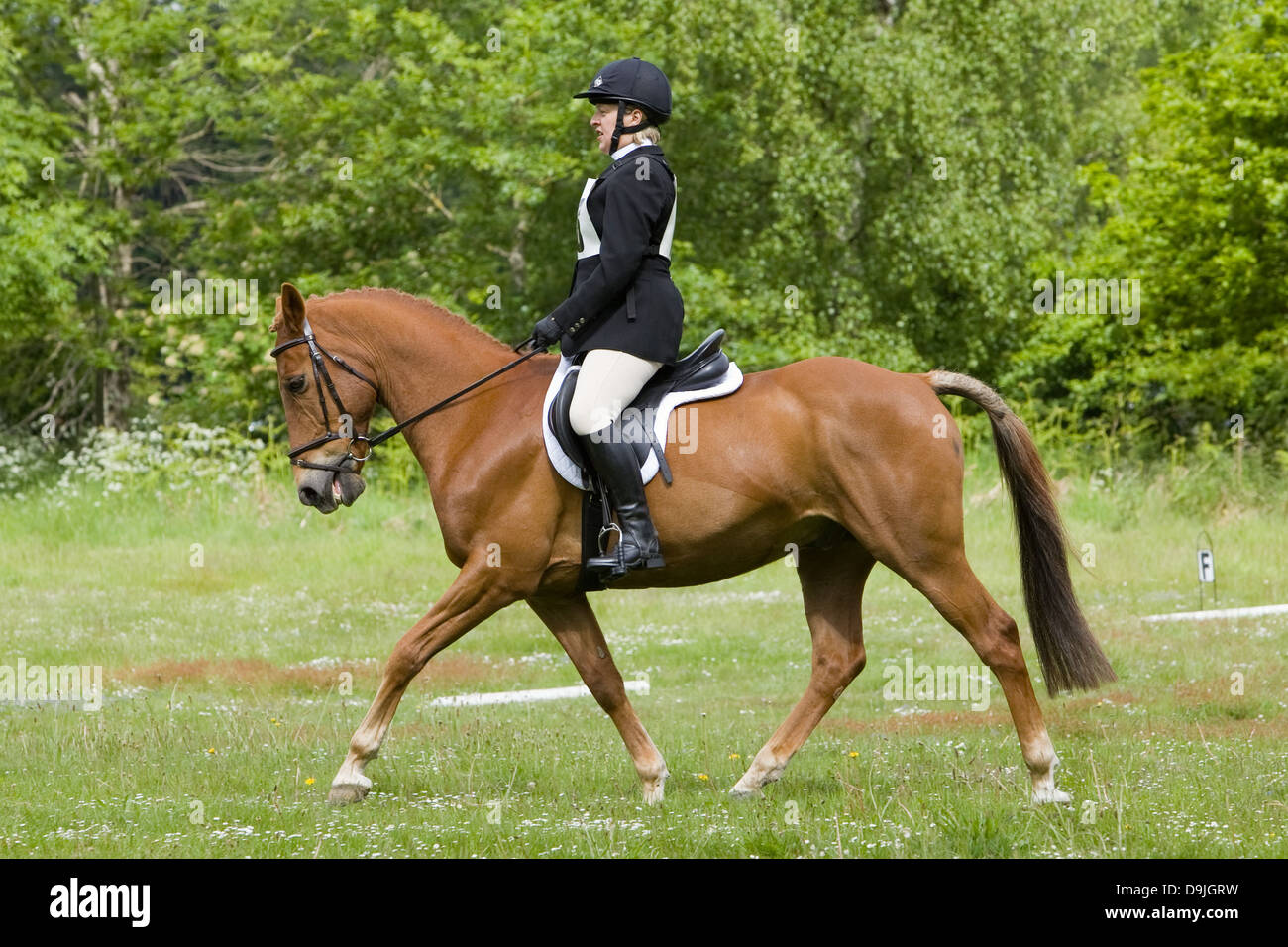 Ein Konkurrent, die Teilnahme an einer ein-Tages-Veranstaltung. Die Veranstaltung besteht aus Dressur-, Spring- und Cross Country. Stockfoto