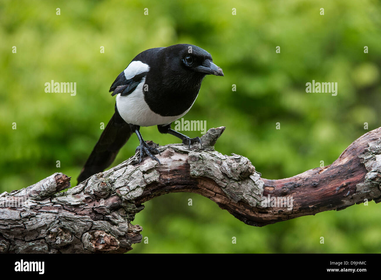 Eurasische Elster / Europäische Elster / gemeinsame Elster (Pica Pica) thront auf Zweig Stockfoto