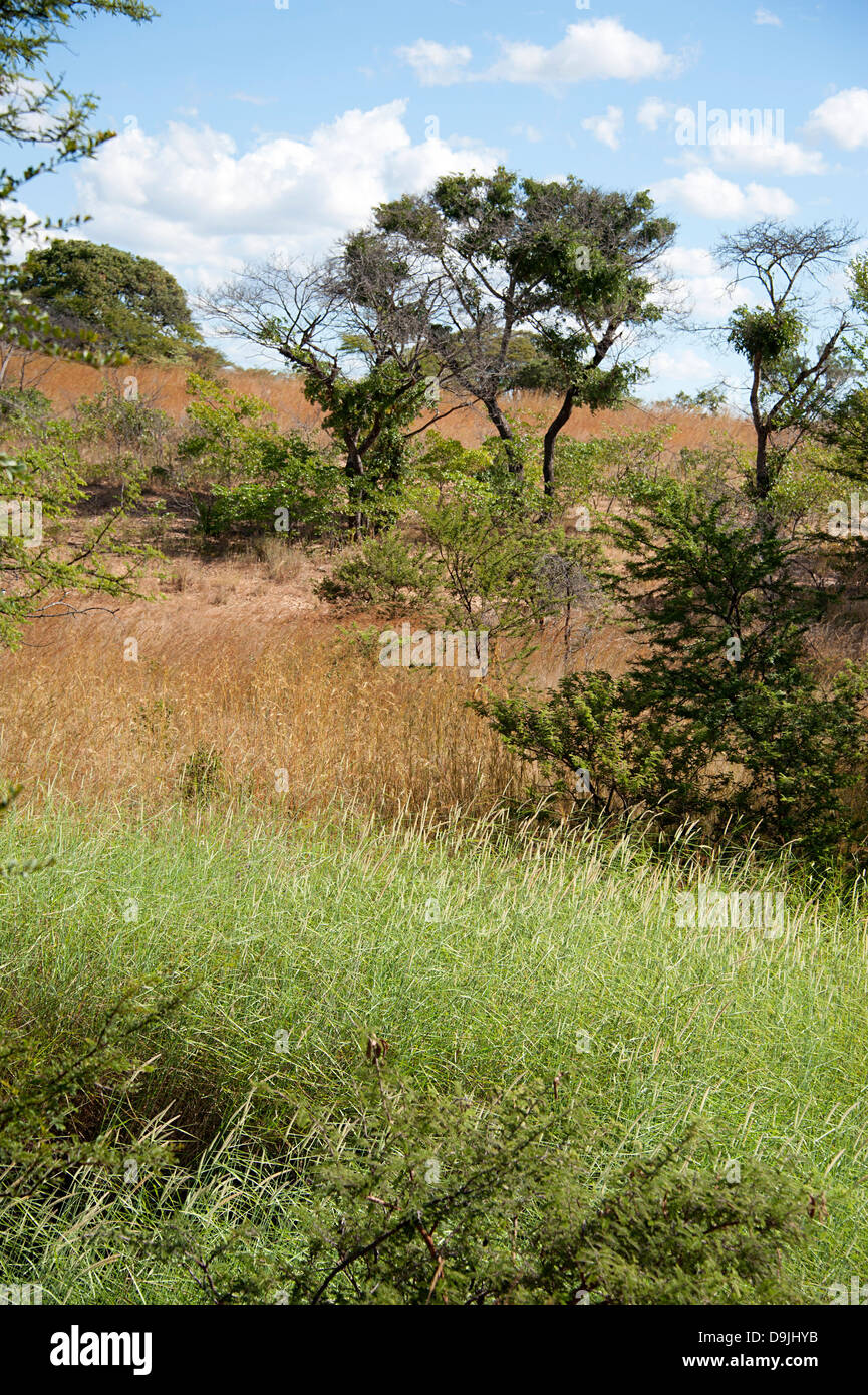 Landschaftliche Schönheit der offenen Savanne Grünland gegen Ende der Regenzeit in Simbabwe, Afrika. Stockfoto