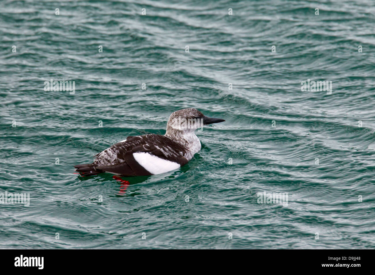 Black Guillemot / Tystie (Cepphus Grylle) Schwimmen im Meer im Winterkleid Stockfoto