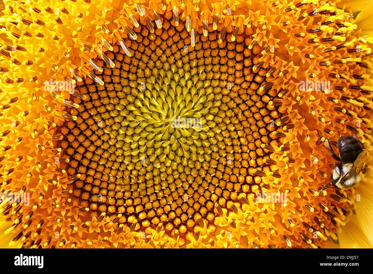 Nahaufnahme einer Hummel am Rand einer Sonnenblume Stockfoto