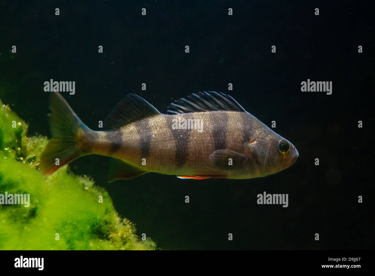 European Perch / Barsch Redfin / Englisch Barsch (Percha Fluviatilis) Fische schwimmen unter Wasser im See Stockfoto