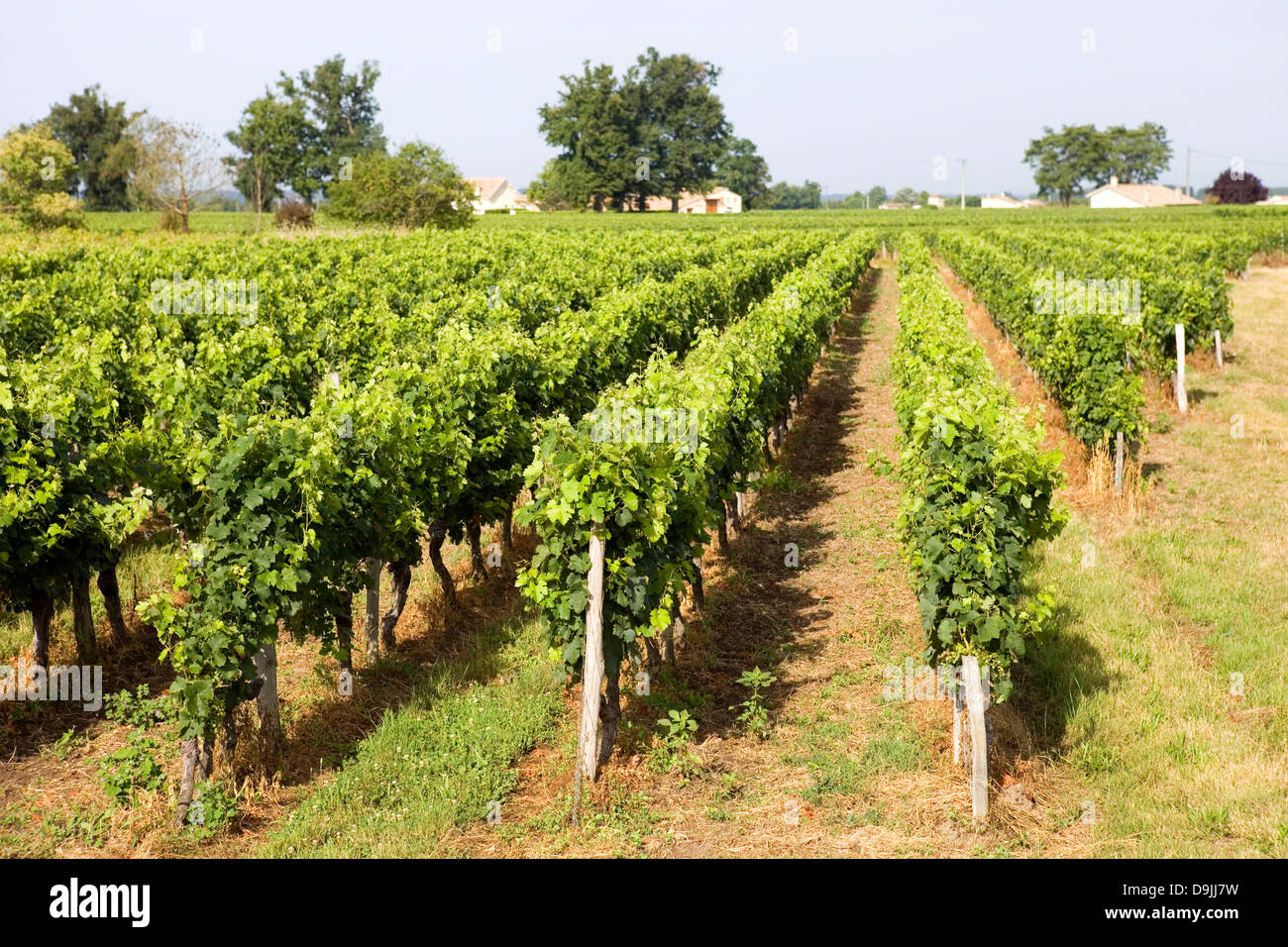 Weinberg in den ländlichen Bereichen von Bordeaux, Frankreich Stockfoto