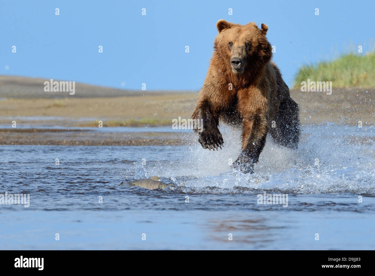 Grizzlybären Lachse springen Stockfoto