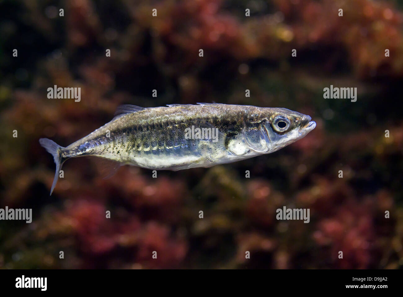 Praktisch Dreistachliger Stichling (Gasterosteus Aculeatus) Fische schwimmen unter Wasser im Teich Stockfoto