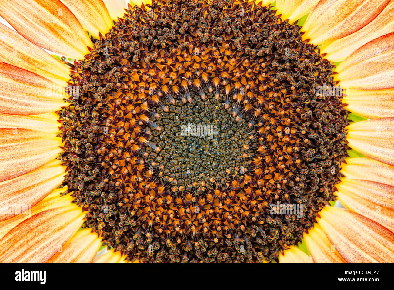 Nahaufnahme Foto von der Mitte einer Sonnenblume. Stockfoto