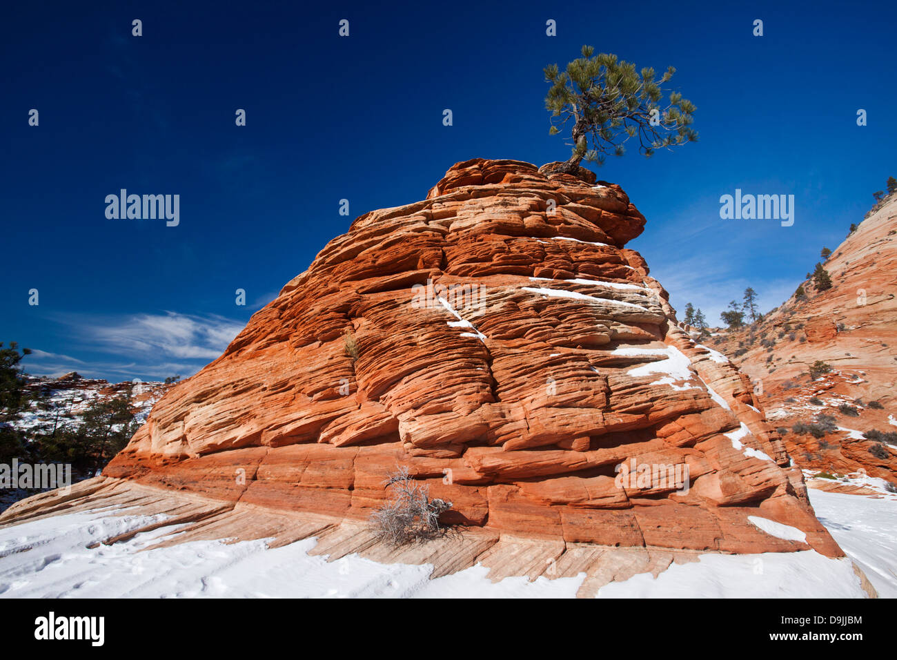 Kleine Kiefer wächst von oben ein Tumulus aus rotem Sandstein mit Schnee, Zion Plateau, Zion Nationalpark, Utah, Vereinigte Staaten von Amerika Stockfoto