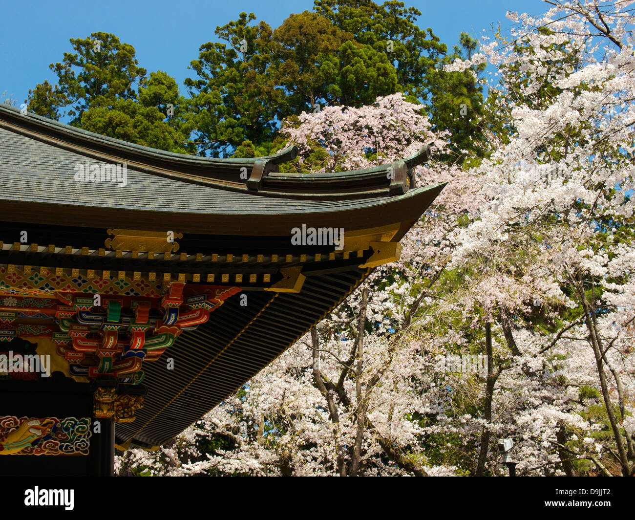 Kirschblüten in voller Blüte am Zuihoden Stockfoto