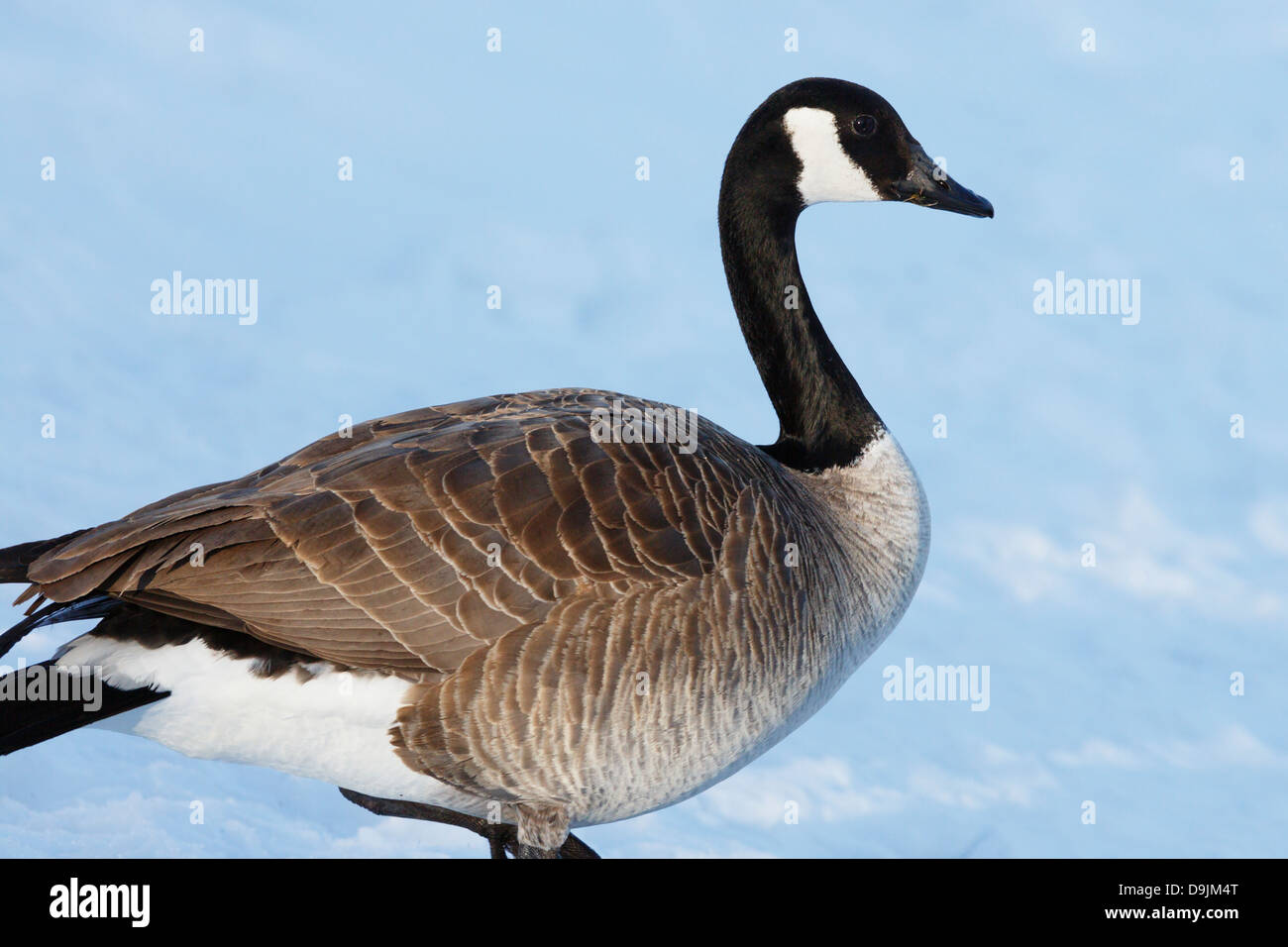 Kanadische Gans (Branta canadensis) im Winter – Minnesota, USA. Stockfoto