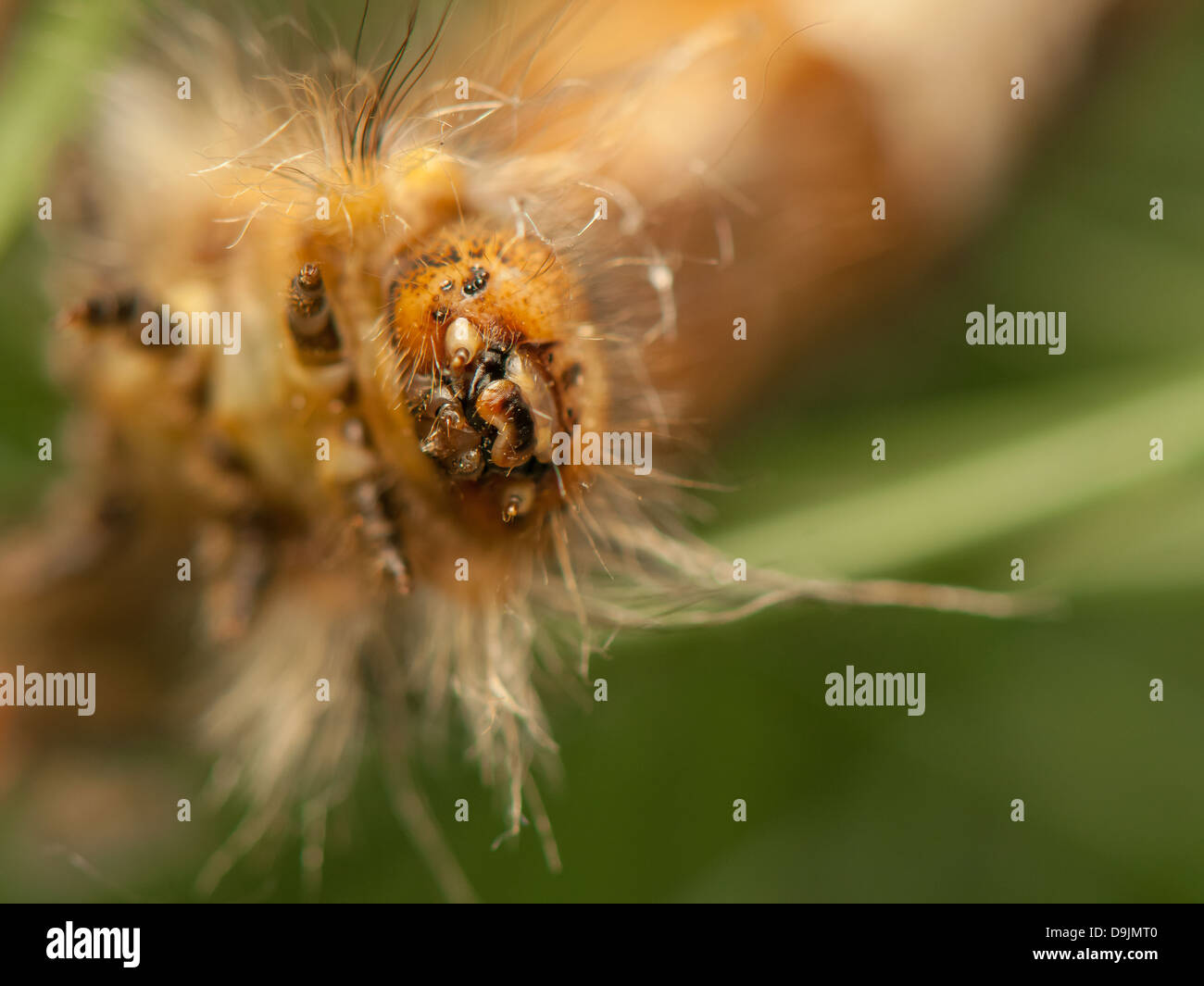 Dendrolimus pini Fotos und Bildmaterial in hoher Auflösung Alamy